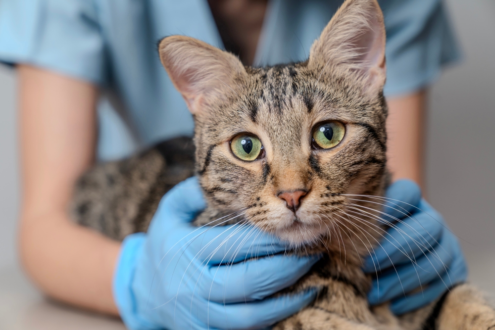 cat at vets